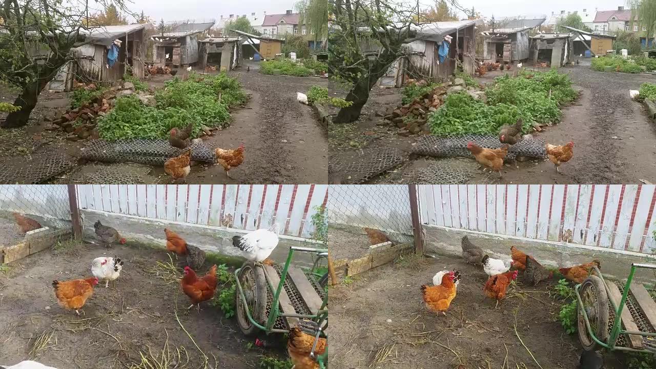 四个自由放养鸡的视频