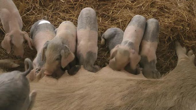 在农场的母猪母亲中哺乳仔猪