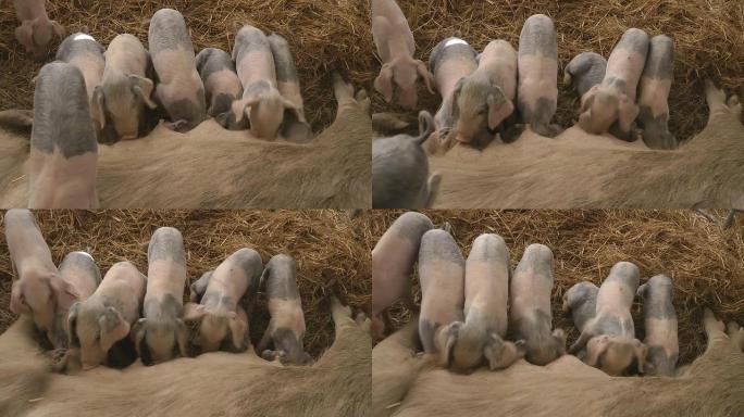 在农场的母猪母亲中哺乳仔猪