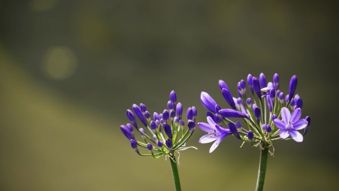 紫色百子莲