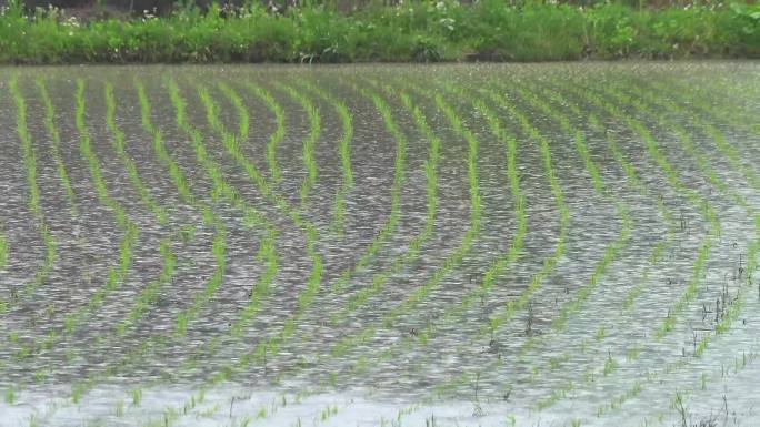 下雨天庄稼地水稻田庄稼苗雨季庄稼禾苗