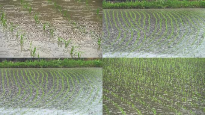 下雨天庄稼地水稻田庄稼苗雨季庄稼禾苗