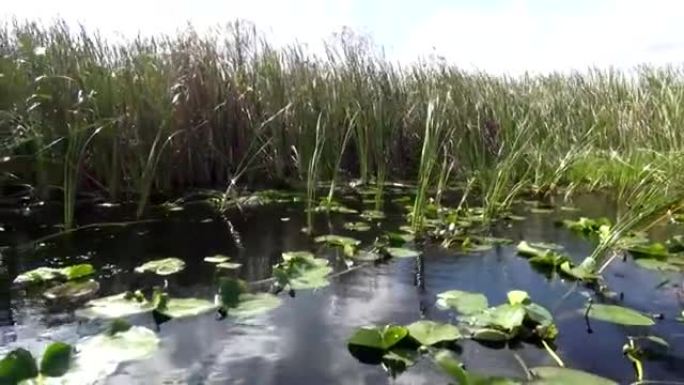 佛罗里达州中部湿地的伟大性质