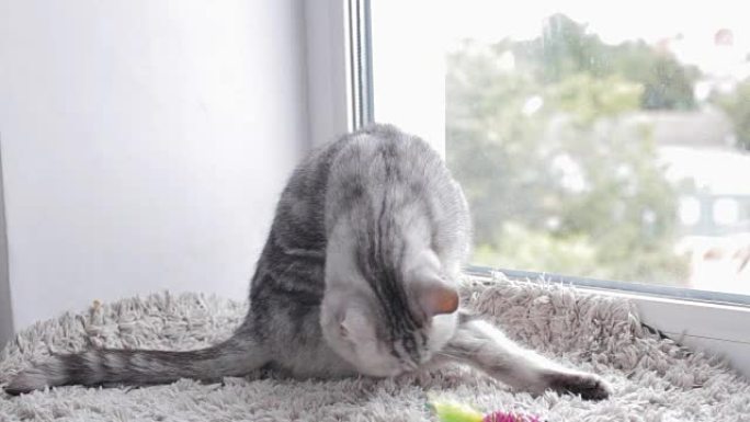 英国虎斑猫在窗台上洗自己