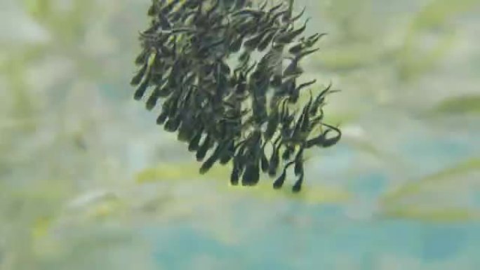 海底毒刺鲶鱼群