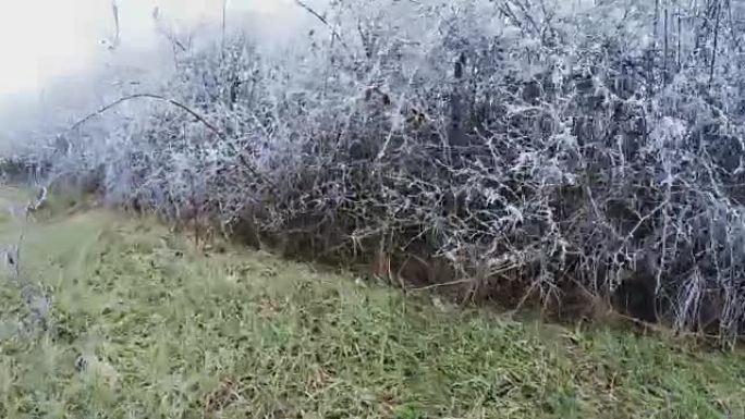 灌木丛上的白霜