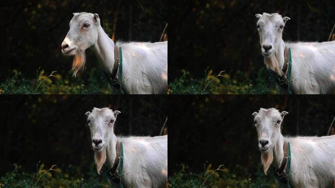 好奇快乐的白山羊在公园吃草。一只有趣的山羊的肖像。农场动物。山羊正看着相机。中国日历中年度的宠物符号