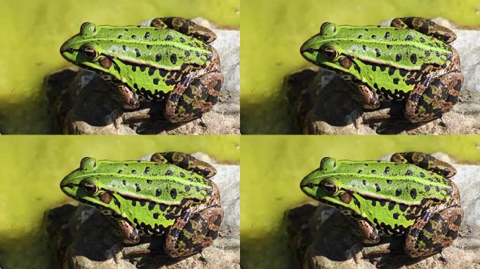 池塘里的绿色青蛙