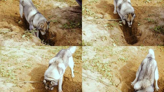 哈士奇的狗在沙子里挖了一个大坑。