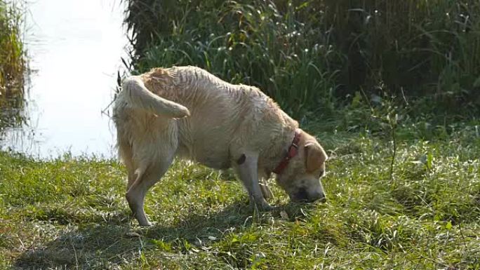 拉布拉多或金毛猎犬在户外吃木棍。动物咀嚼和咬一根棍子。狗在外面玩。背景下的夏季景观。慢动作。特写