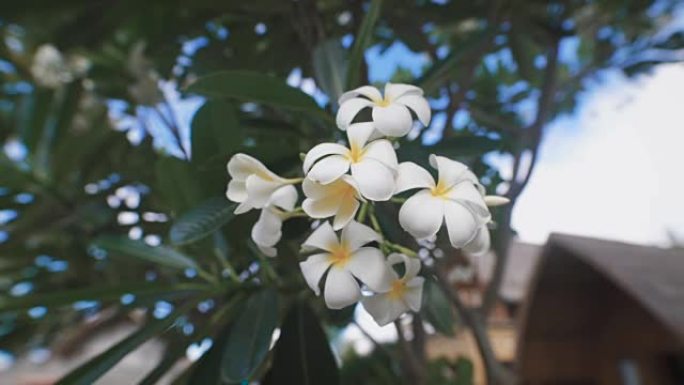 关闭的美丽盛开的热带花的鸡蛋花树。鸡蛋花花序图像，香气难以形容