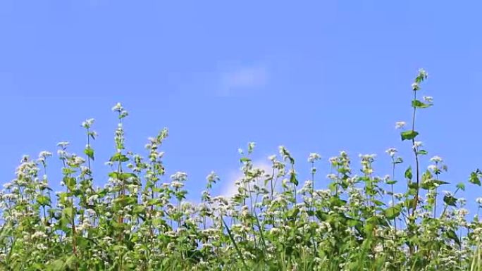 荞麦花