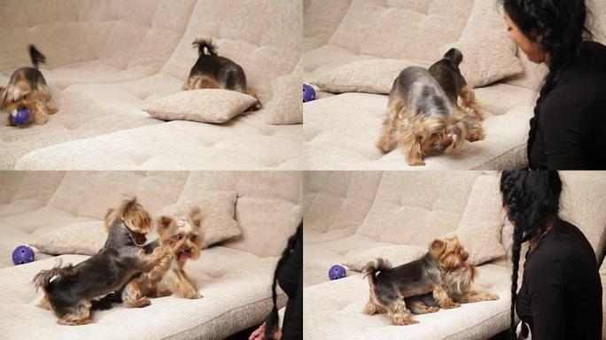 宠物。特写两只约克夏犬在沙发上一起玩。狗在奔跑，跳跃和互相咬伤，它们的主人正在看着它们