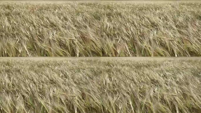 晴天，风在田间摆动成熟的麦穗