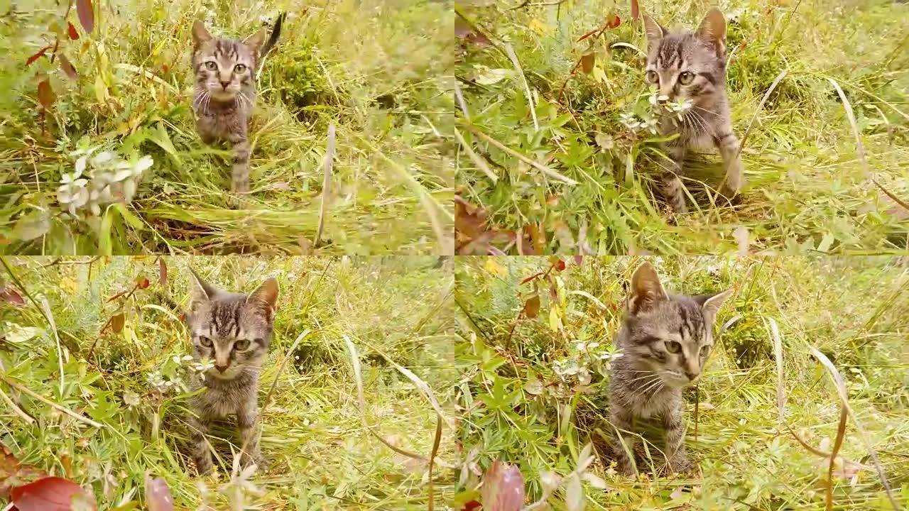灰色的小野猫在森林的草丛中散步，特写