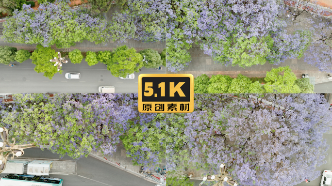 5K-昆明春城路航拍，春城路蓝花楹