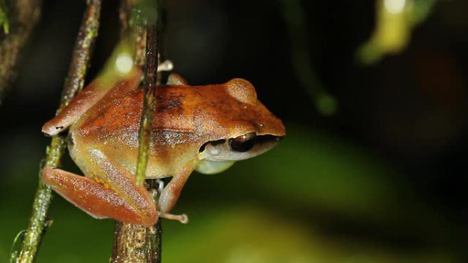 雨蛙 (Pristimantis peruvianus)，雄性呼