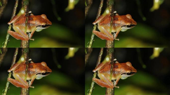 雨蛙 (Pristimantis peruvianus)，雄性呼