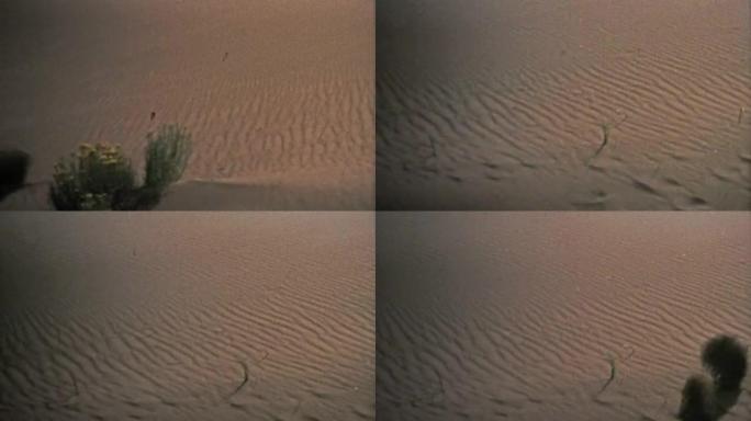 1972年:风滚草吹下山大沙丘国家公园。