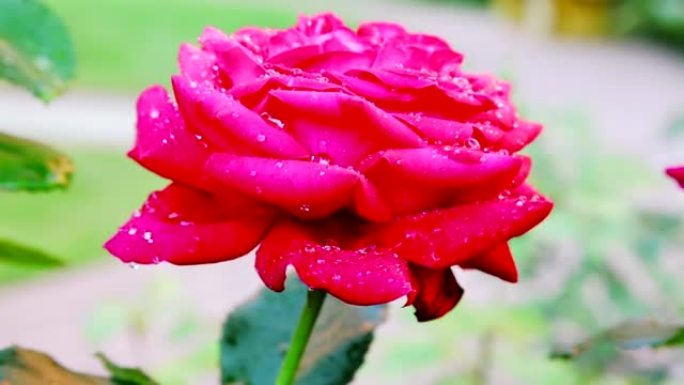 05.雨中红玫瑰