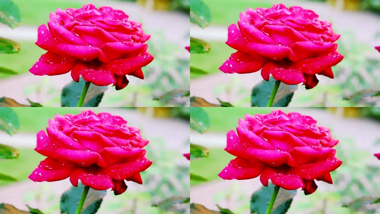 05.雨中红玫瑰