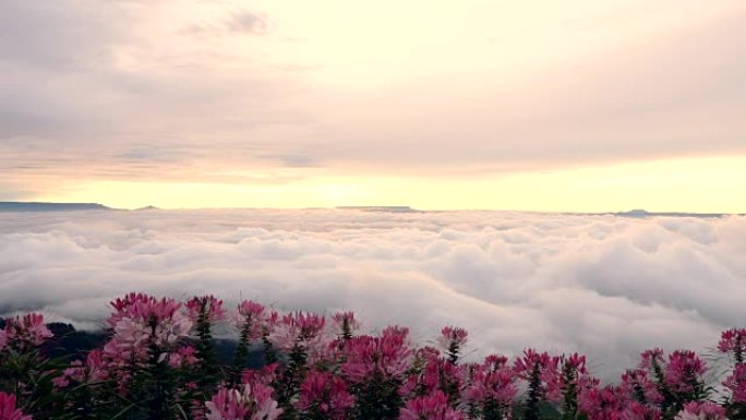 泰国Phu Tubberk早晨日出时带着雾和花的美丽景色