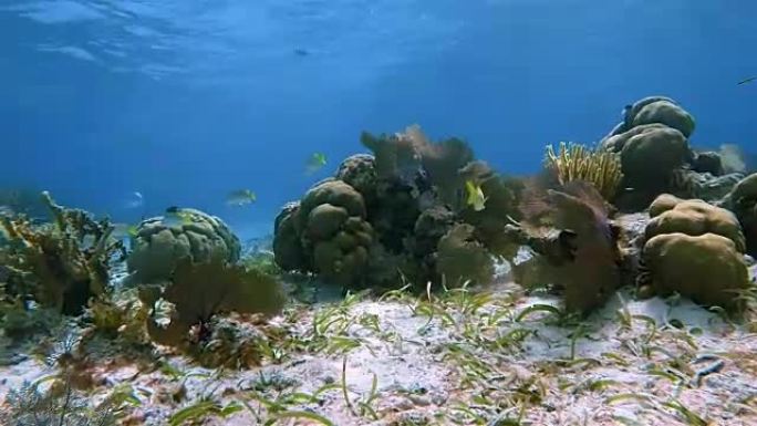 加勒比海Hol Chan海洋保护区珊瑚礁上的海洋生物和鲷鱼-伯利兹堡礁/龙诞礁