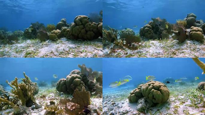 加勒比海Hol Chan海洋保护区珊瑚礁上的海洋生物和鲷鱼-伯利兹堡礁/龙诞礁