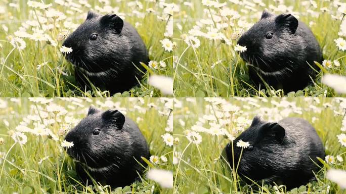 豚鼠 (cavy) 在草地上吃东西。