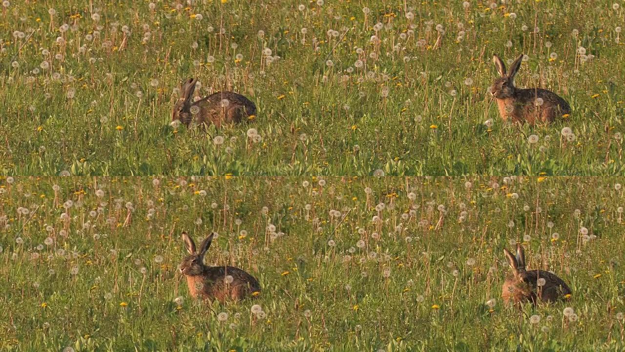 野兔-欧洲野兔-Lepus europaeus