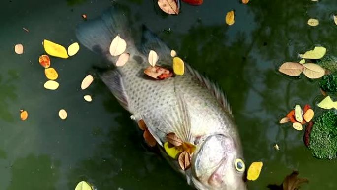 死鱼和树叶漂浮浮游藻类水