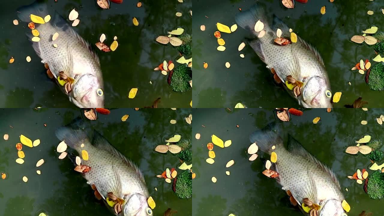 死鱼和树叶漂浮浮游藻类水