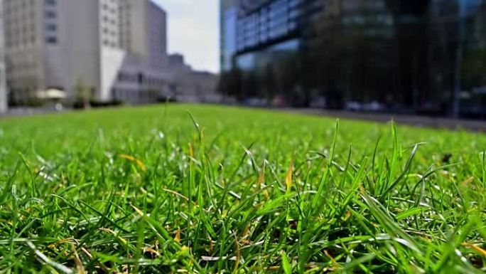 波茨坦广场的绿草
