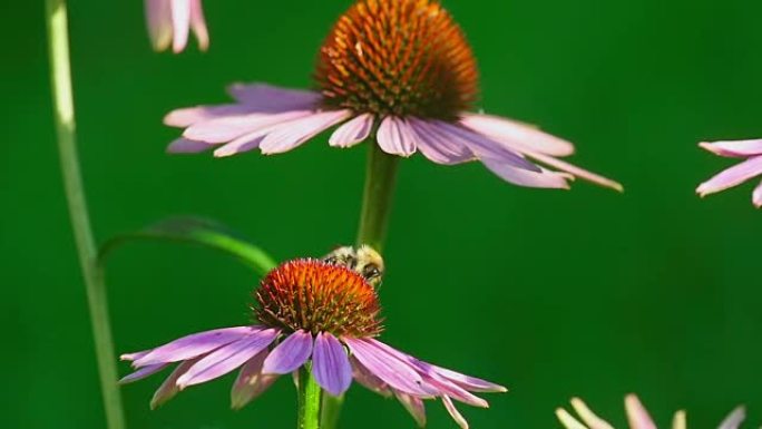 紫锥菊花上的大黄蜂