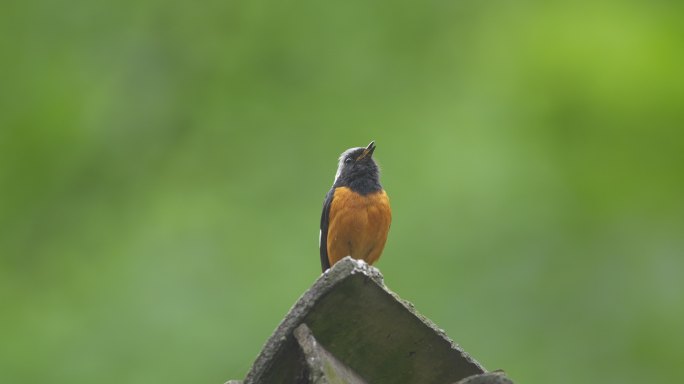 漂亮的小鸟 北红尾鸲的叫声