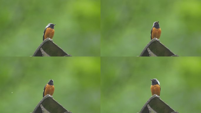 漂亮的小鸟 北红尾鸲的叫声