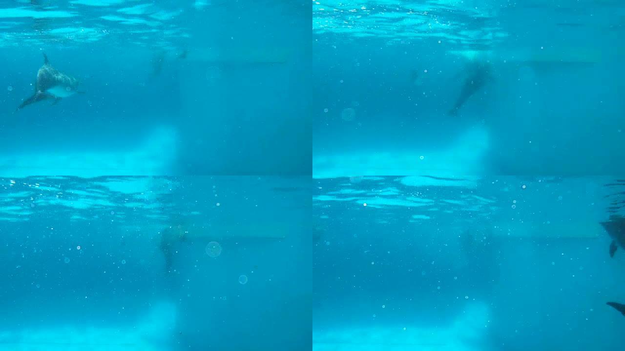 好奇的海豚在看相机3。
