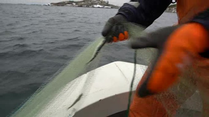 渔民在波罗的海与渔获物一起取出网络