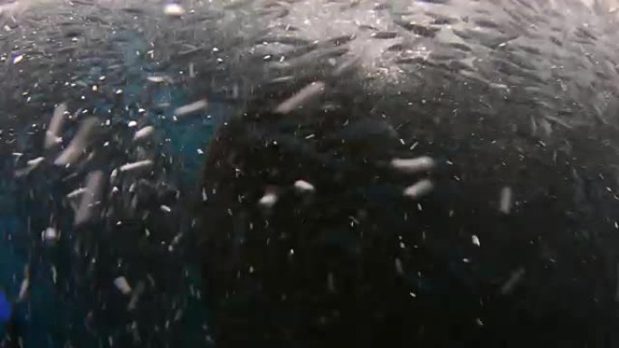 捕食时间的鲸鲨