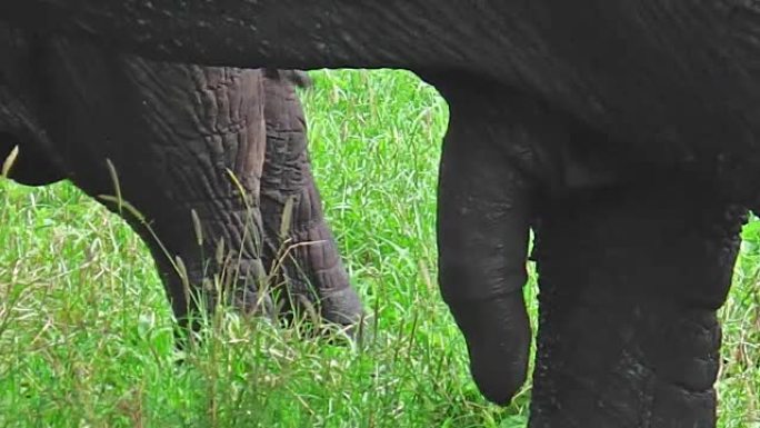 非洲大象阴茎