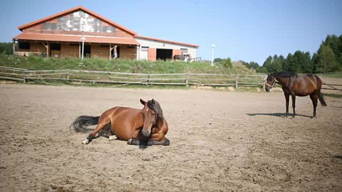 躺在草地上的马