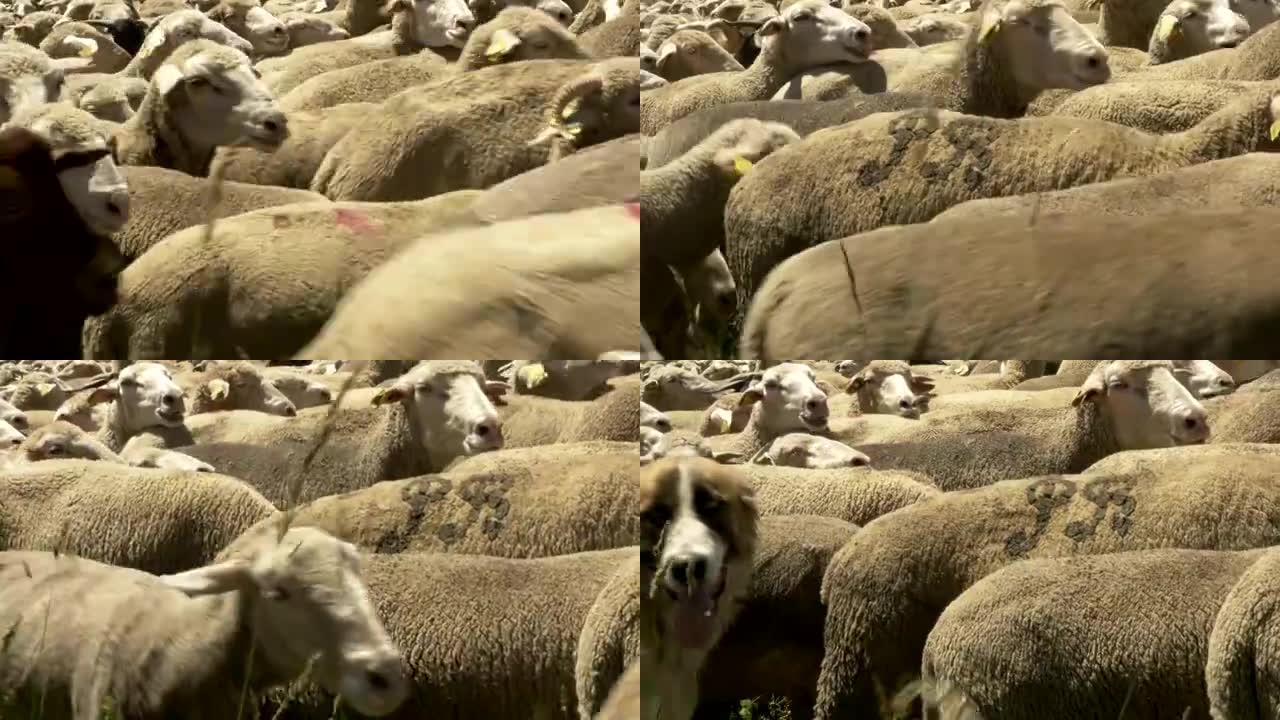 牧羊人与美利奴羊群