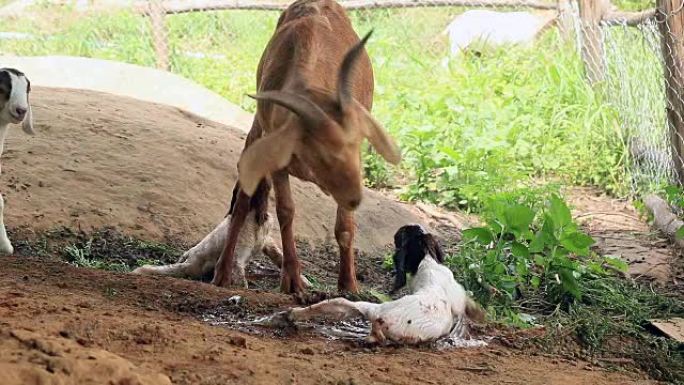 山羊母亲在当地农场用牛奶喂养并清洁双胞胎新生儿