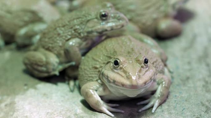 关闭泰国水产养殖场的许多田蛙。