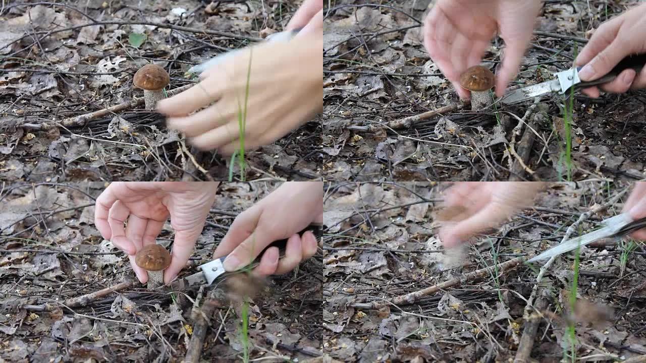 在森林9203用刀切割蘑菇