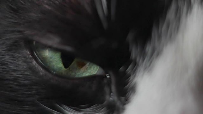 黑白猫的眼睛特写。龙眼。大眼睛