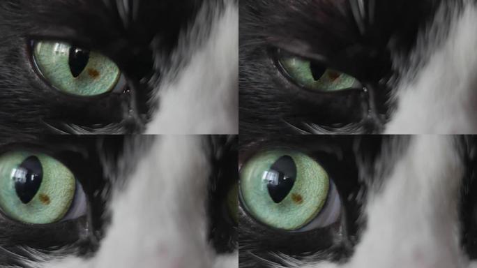黑白猫的眼睛特写。龙眼。大眼睛