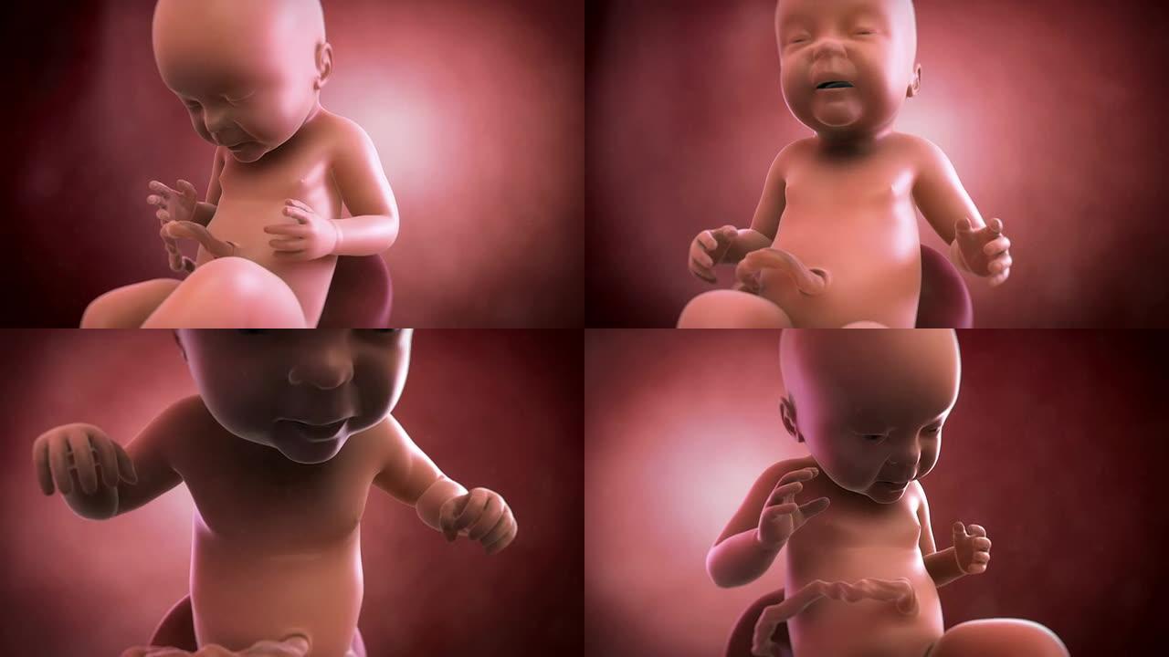 胎儿动画-第40周