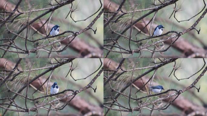 小蓝鸟，群青捕蝇器