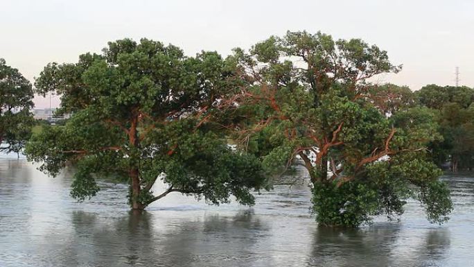 橡树站在洪水中